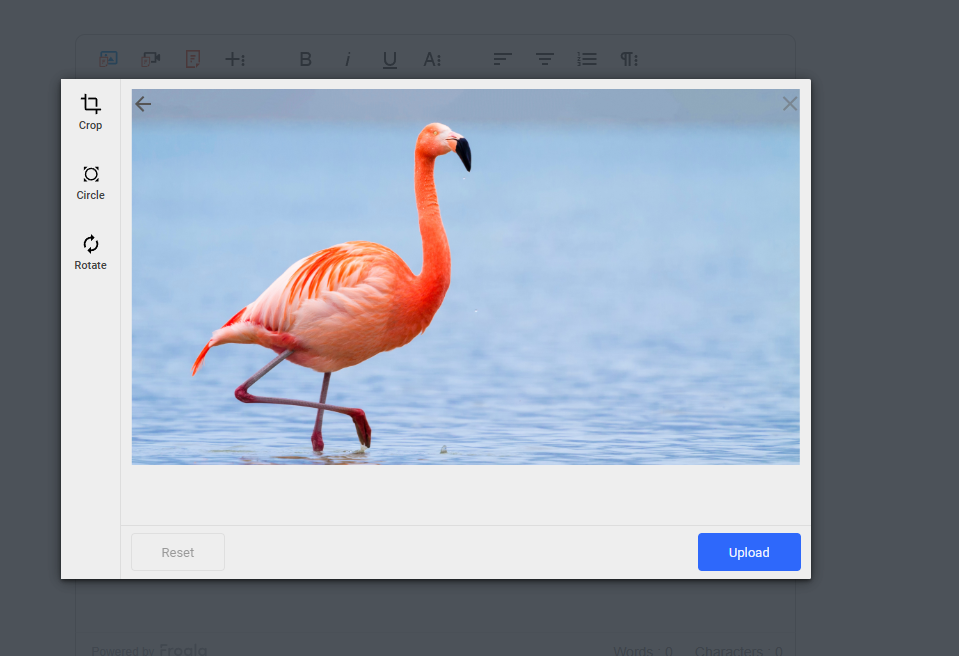 We uploaded a photo of a flamingo using Froala WYSIWYG editor and its built-in Filestack uploader. After clicking "upload," Filestack will determine whether the photo is SFW or not.