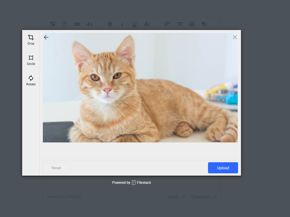 An image of an orange cat is uploaded into the editor through Filestack.